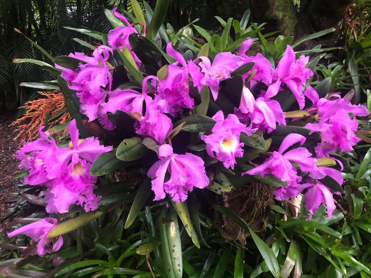 Eden Rest Bed and Breakfast Cooroy Buitenkant foto